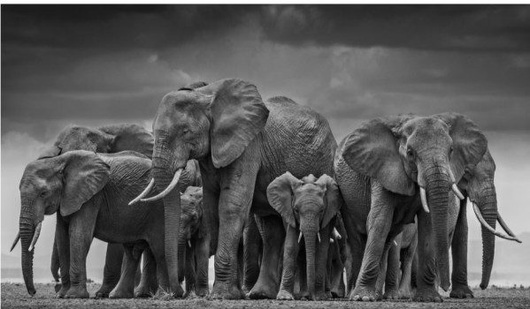 Life Lessons from Lady Elephants